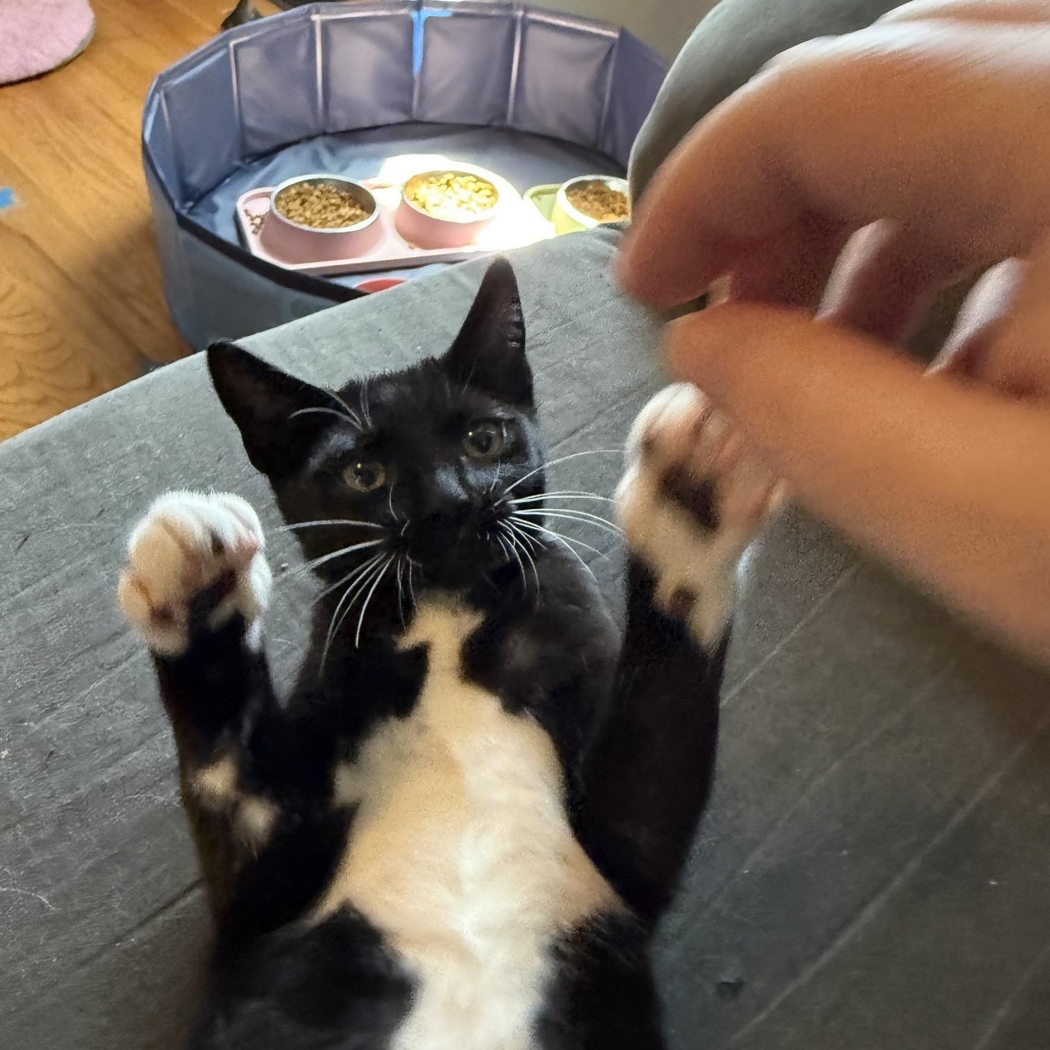 Enlarge Larry, an adoptable American Shorthair in Hillsboro, OR image 4/6
