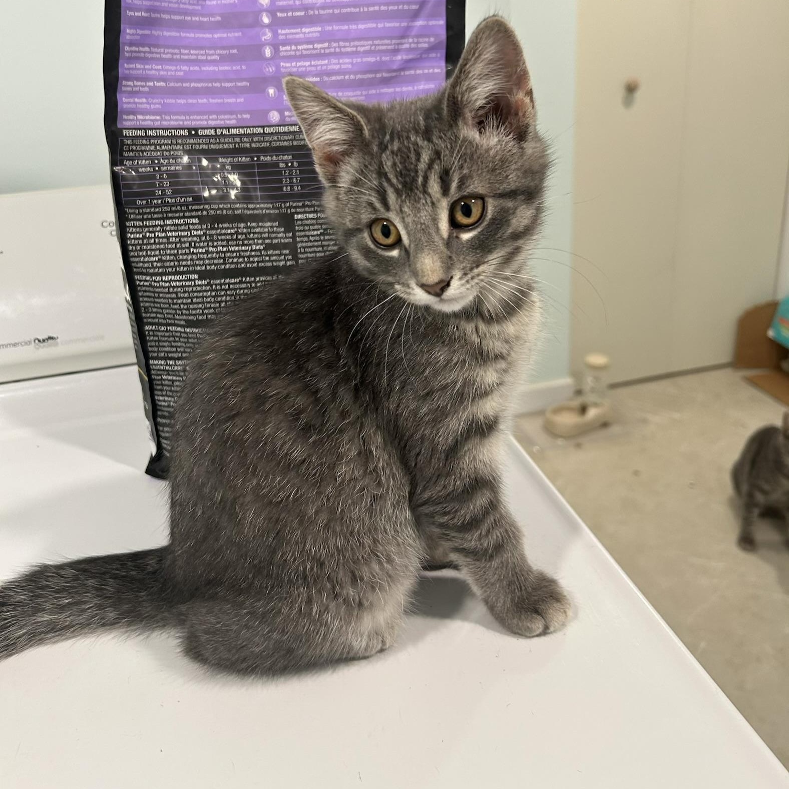 Enlarge Youri (FA/FF), a Adoptable Domestic Short Hair in Sainte-Angele-de-Monnoir, QC image 2/4
