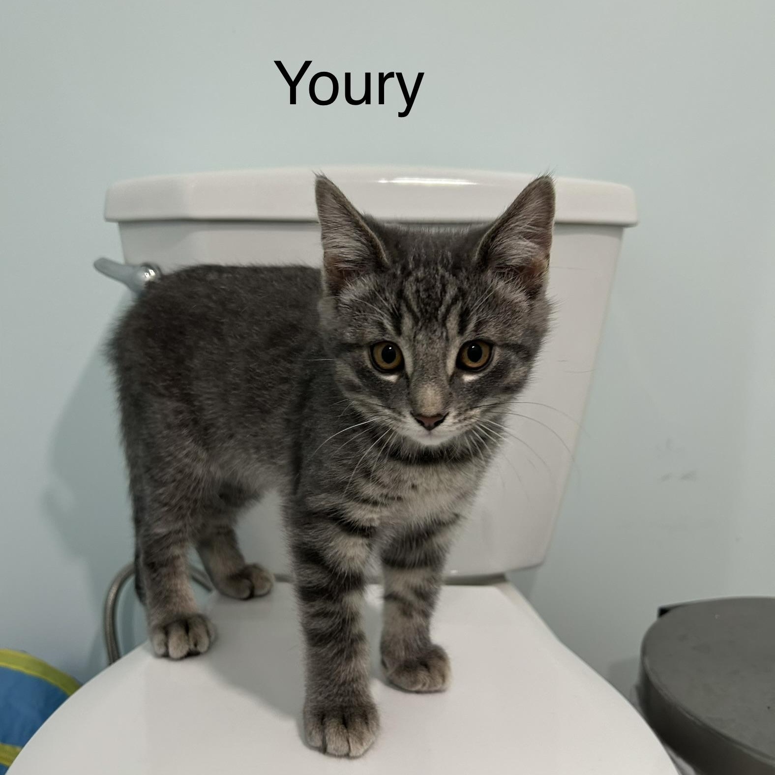 Enlarge Youri (FA/FF), a Adoptable Domestic Short Hair in Sainte-Angele-de-Monnoir, QC image 3/4