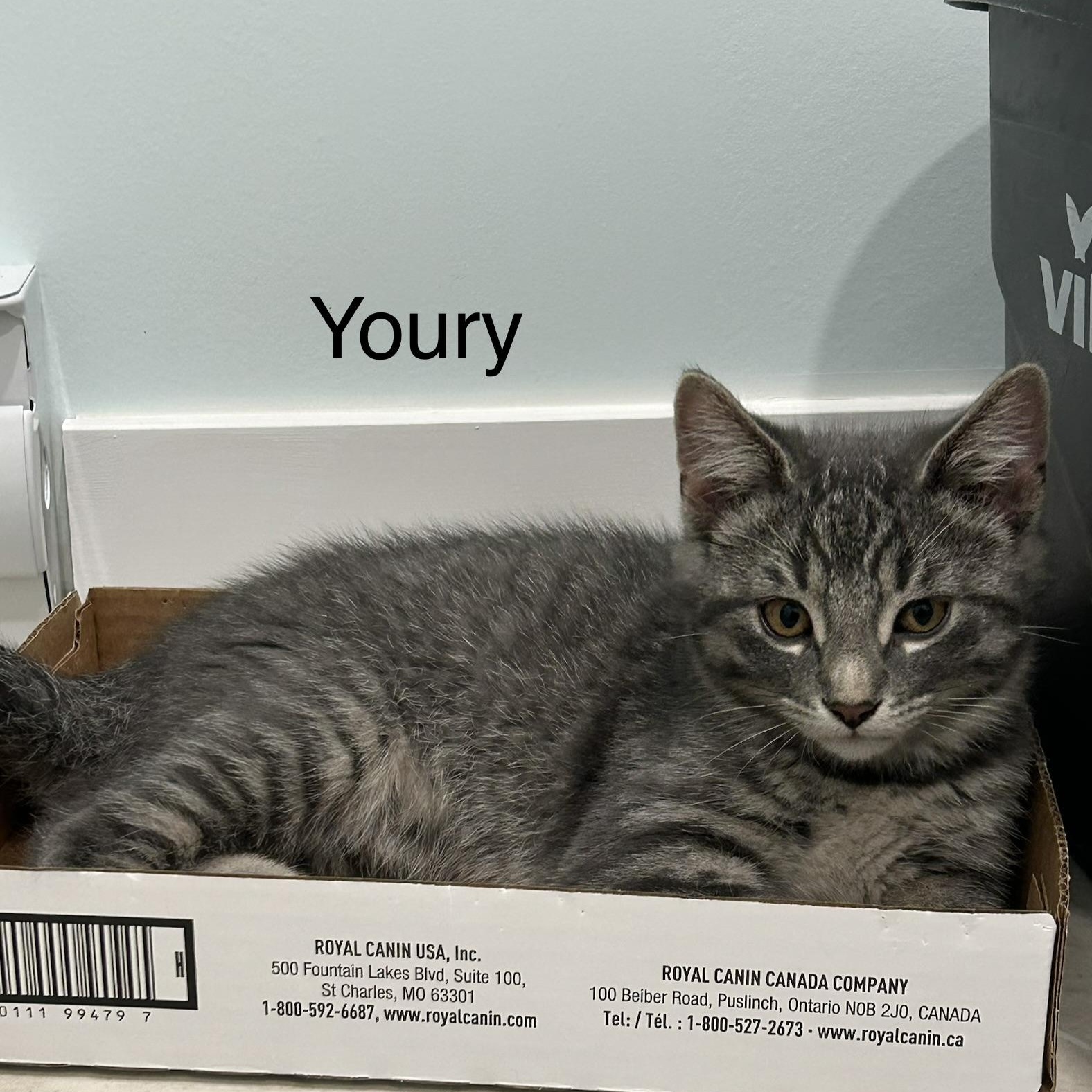 Enlarge Youri (FA/FF), a Adoptable Domestic Short Hair in Sainte-Angele-de-Monnoir, QC image 1/4