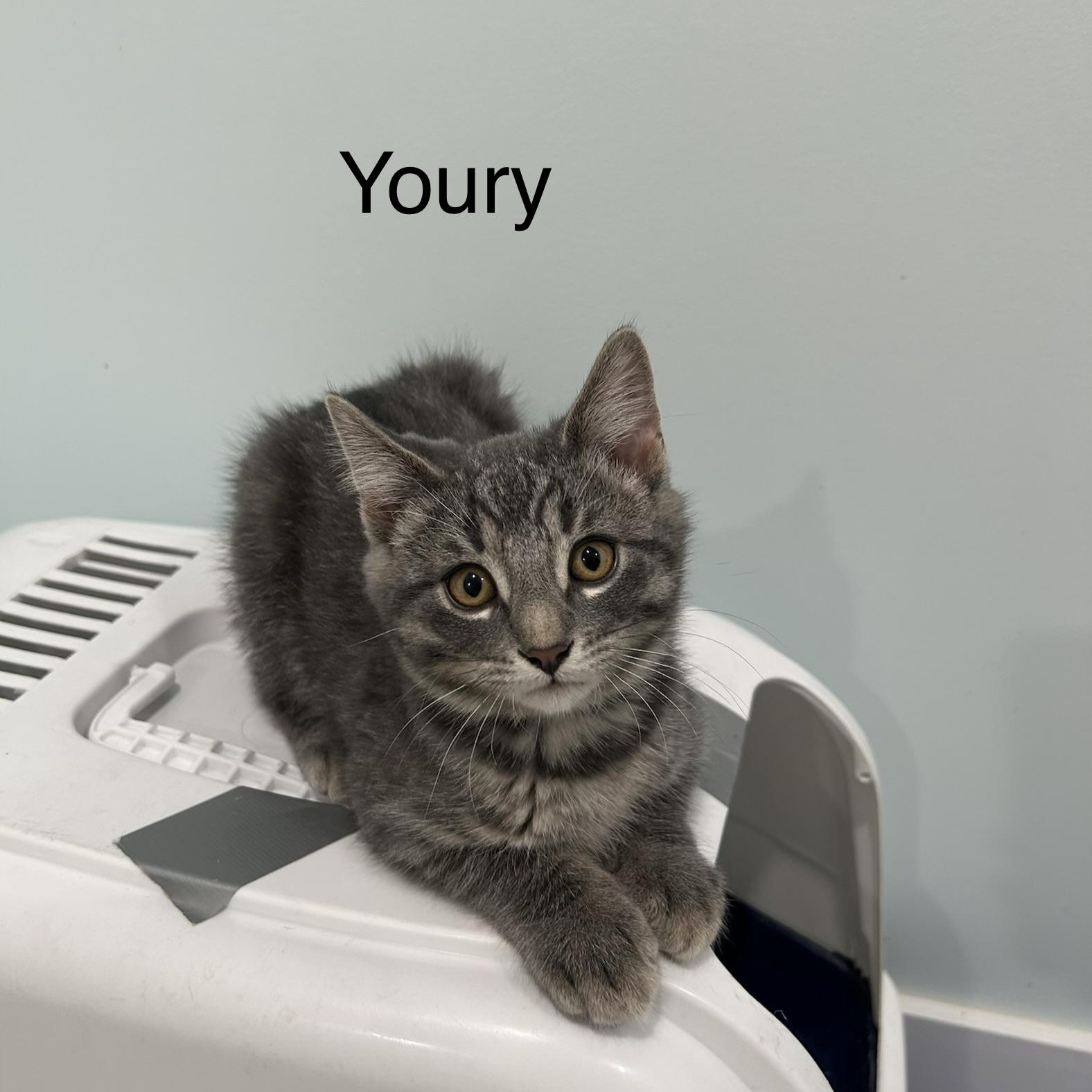 Enlarge Youri (FA/FF), a Adoptable Domestic Short Hair in Sainte-Angele-de-Monnoir, QC image 4/4