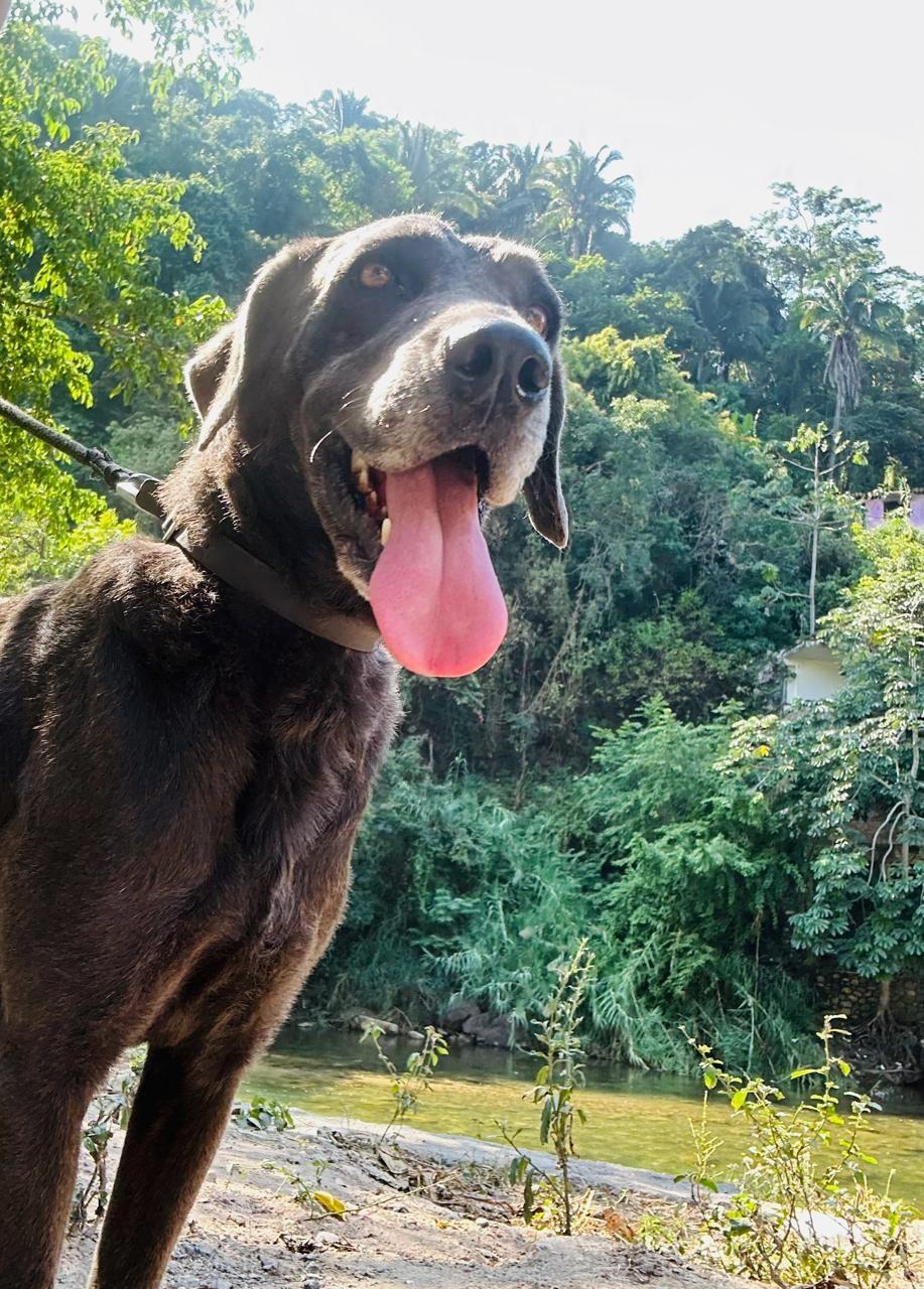 Enlarge Camal, a Adoptable mixed breed in Los Angeles, CA image 5/6