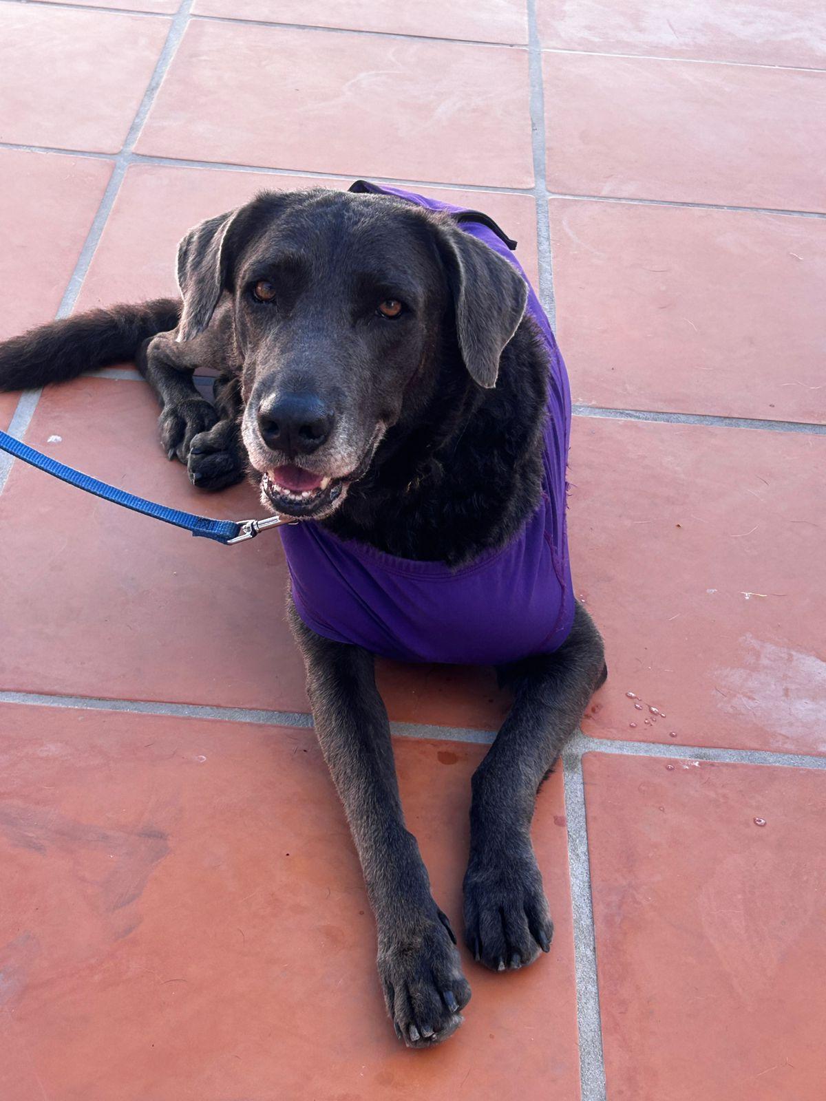 Enlarge Camal, a Adoptable mixed breed in Los Angeles, CA image 1/6