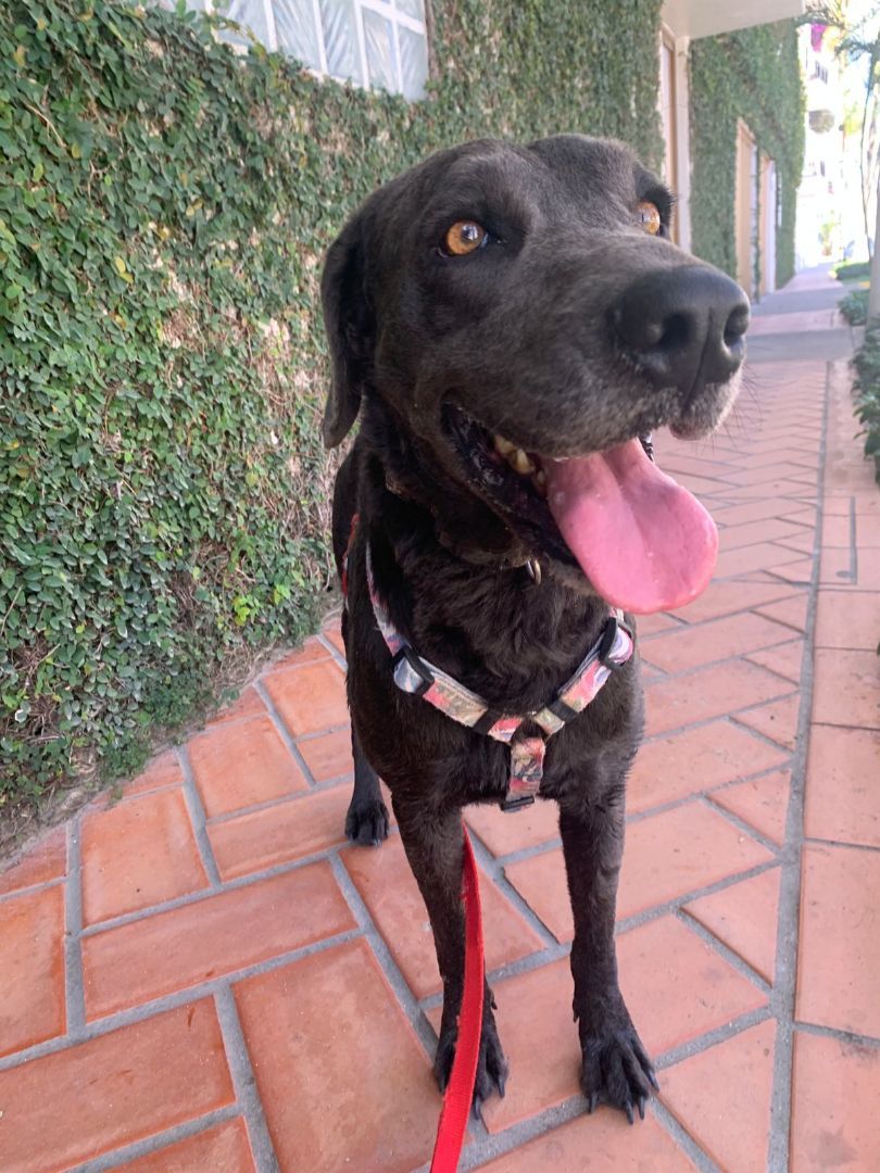 Enlarge Camal, a Adoptable mixed breed in Los Angeles, CA image 3/6