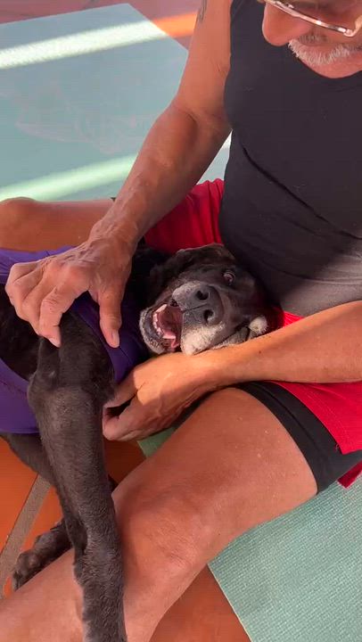 Enlarge Camal, a Adoptable mixed breed in Los Angeles, CA video 2/6