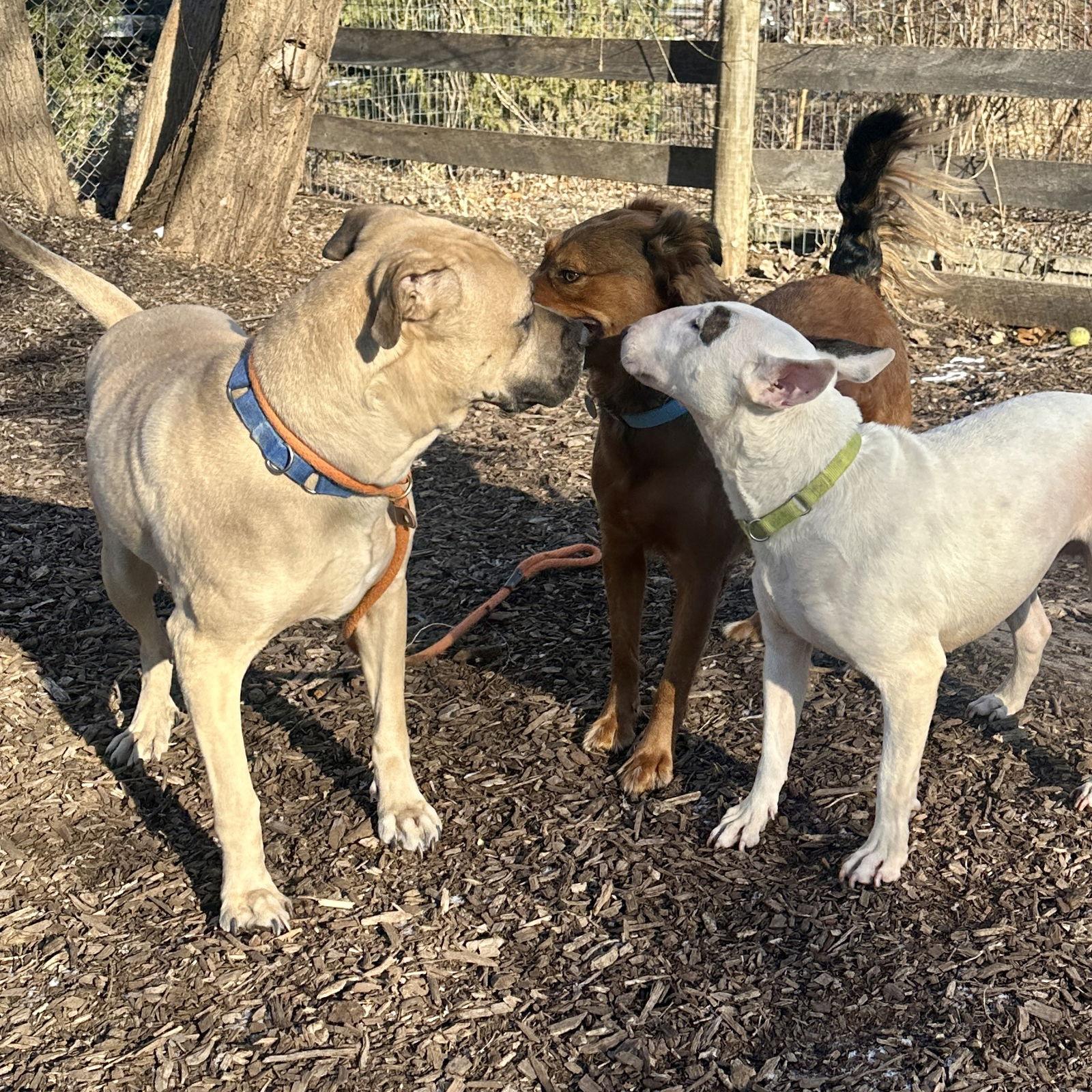 Duke — thumbnail 2