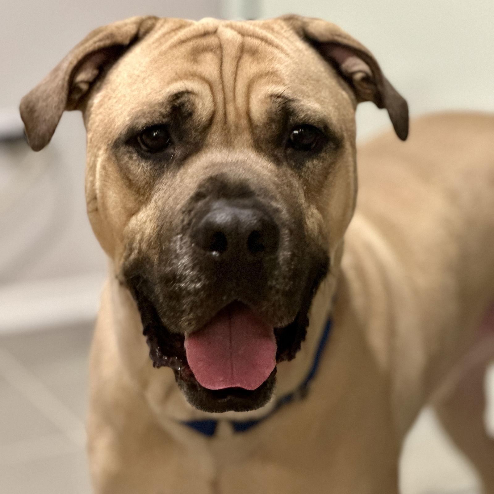 Duke — thumbnail 3