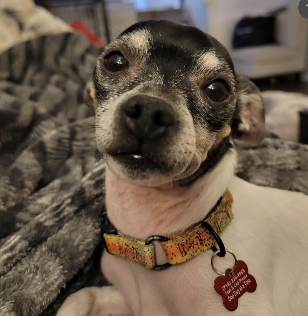 Enlarge Dobby, a Adopted mixed breed in Colorado Springs, CO image 1/2