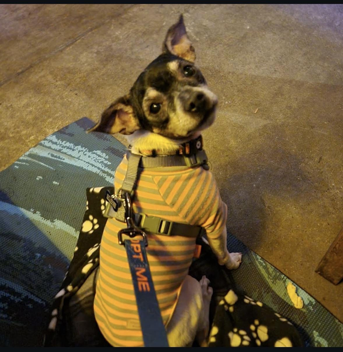 Enlarge Dobby, a Adopted mixed breed in Colorado Springs, CO image 2/2