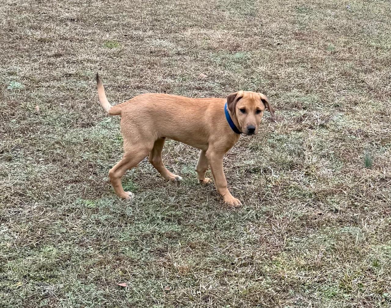 Enlarge Fitz, a Adoptable mixed breed in Adams, MA image 3/4