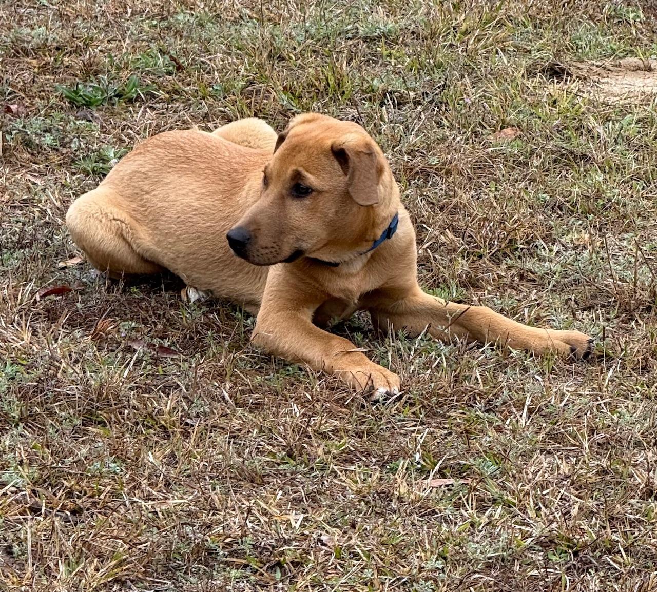 Enlarge Fitz, a Adoptable mixed breed in Adams, MA image 2/4