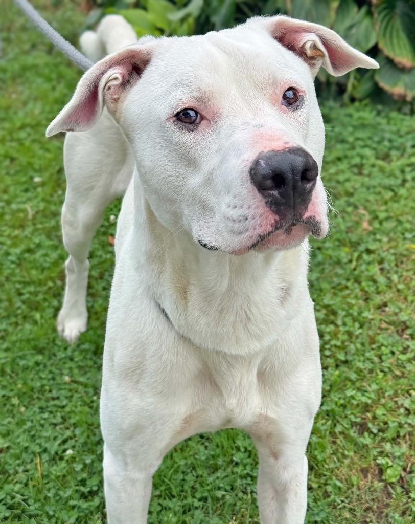Enlarge Louie, a Adoptable Pit Bull Terrier in Charlotte, MI image 1/1