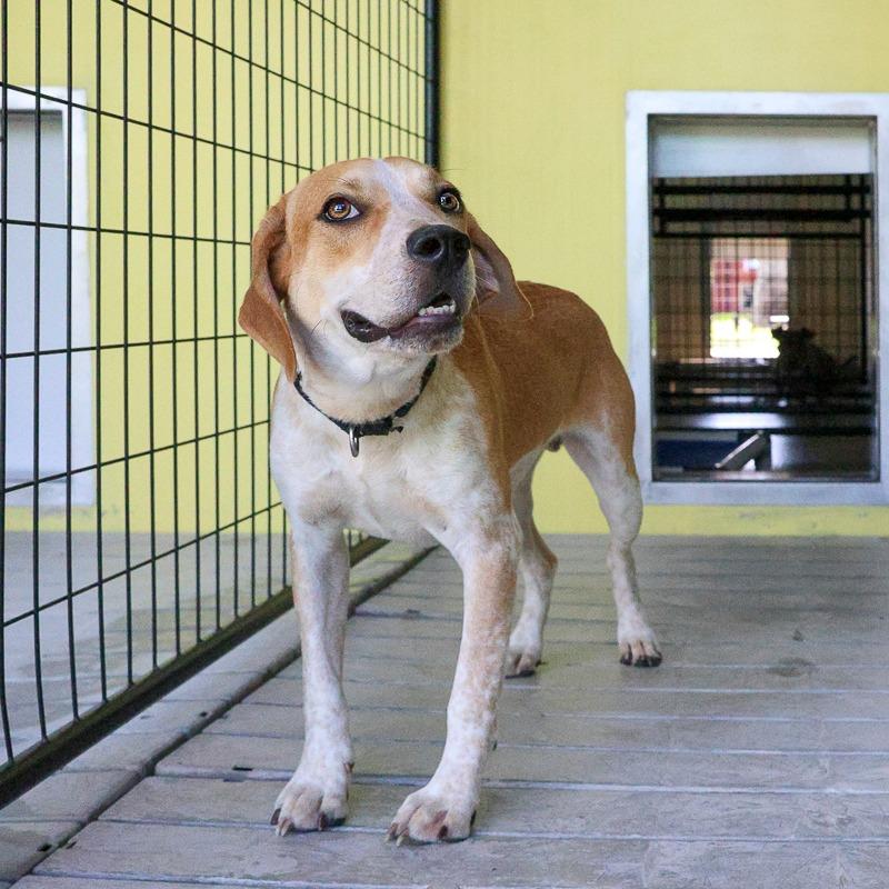 Gilmore, Adoptable, Young Male Mixed Breed & Mixed Breed.