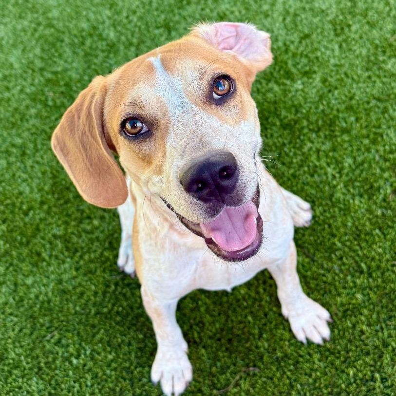 Enlarge Gilmore, a Adoptable mixed breed in Bradenton, FL image 2/3