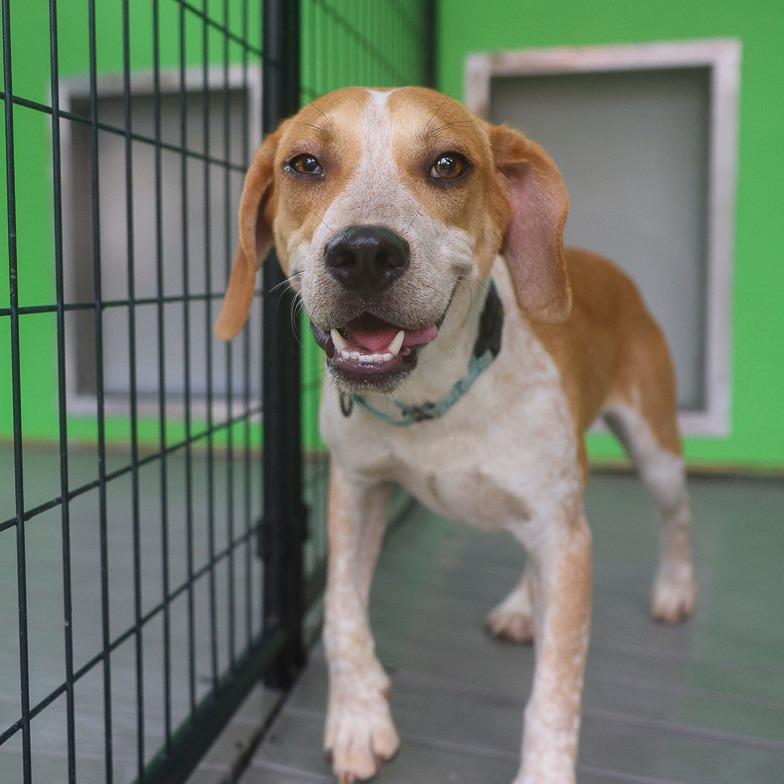 Enlarge Gilmore, a Adoptable mixed breed in Bradenton, FL image 3/3
