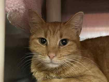 Darla, Adoptable, Adult Female Domestic Short Hair & Domestic Short Hair.