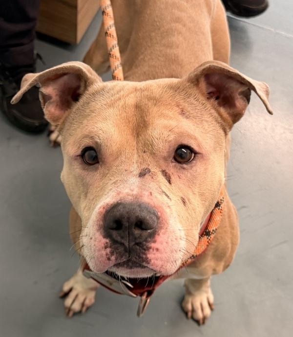 Bear, Adoptable, Adult Male Mixed Breed.