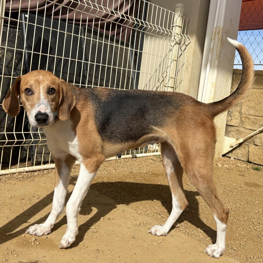 Aurora, Adoptable, Adult Female Mixed Breed.