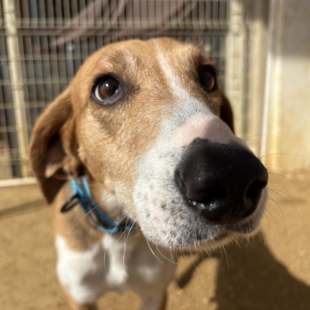 Enlarge Aurora, a Adoptable Mixed Breed in Bentonville, AR image 2/6