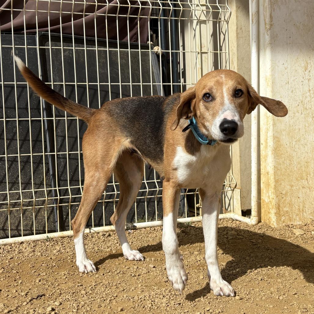 Enlarge Aurora, a Adoptable Mixed Breed in Bentonville, AR image 3/6