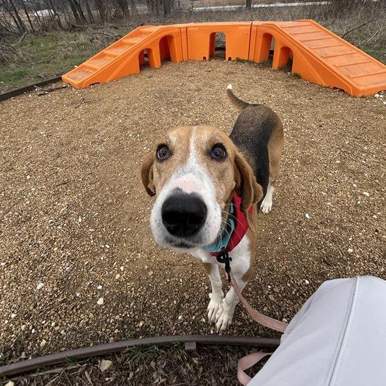 Enlarge Aurora, a Adoptable Mixed Breed in Bentonville, AR image 4/6