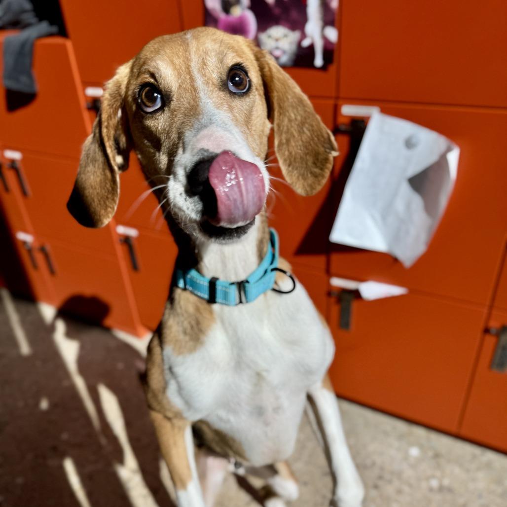 Enlarge Aurora, a Adoptable Mixed Breed in Bentonville, AR image 5/6