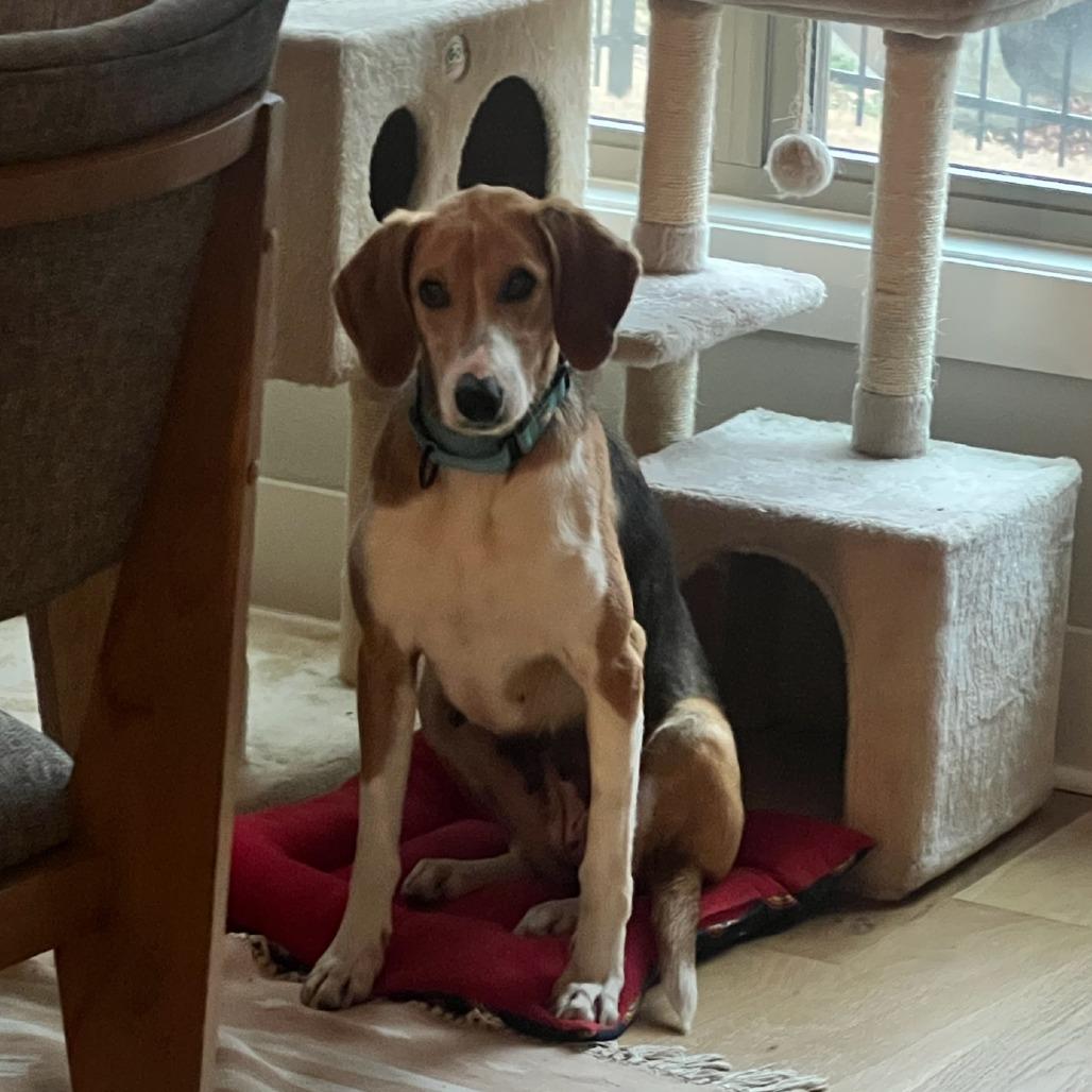 Enlarge Aurora, a Adoptable Mixed Breed in Bentonville, AR image 6/6