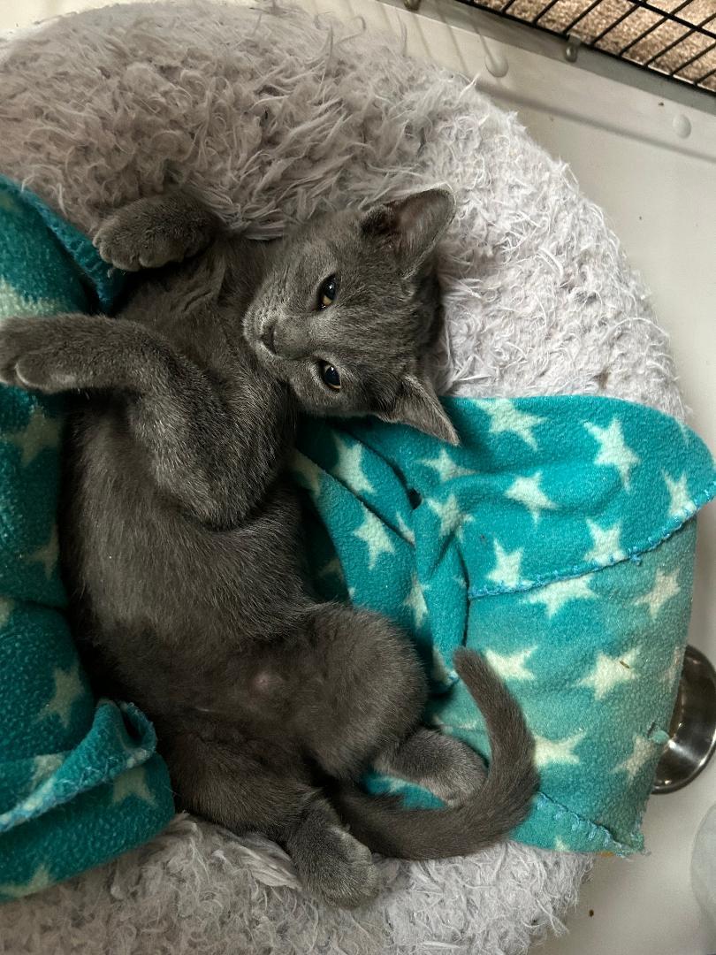 Ursula