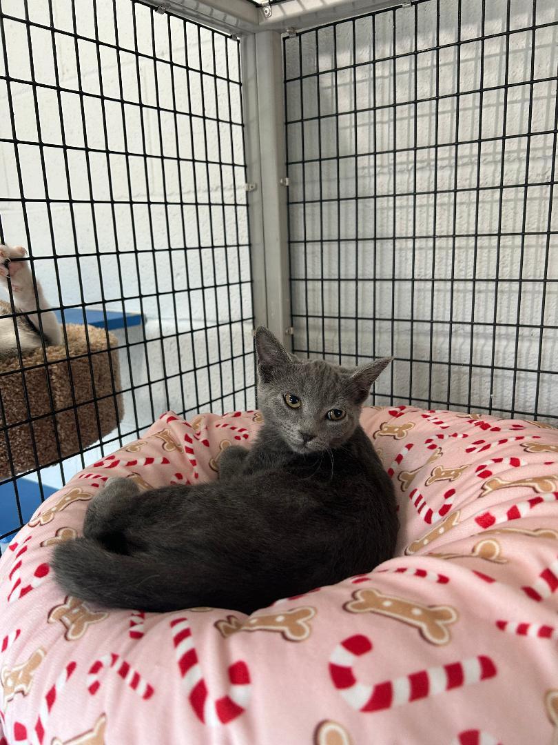 Ursula, a Adoptable Domestic Short Hair in Bryson City, NC image 2/3