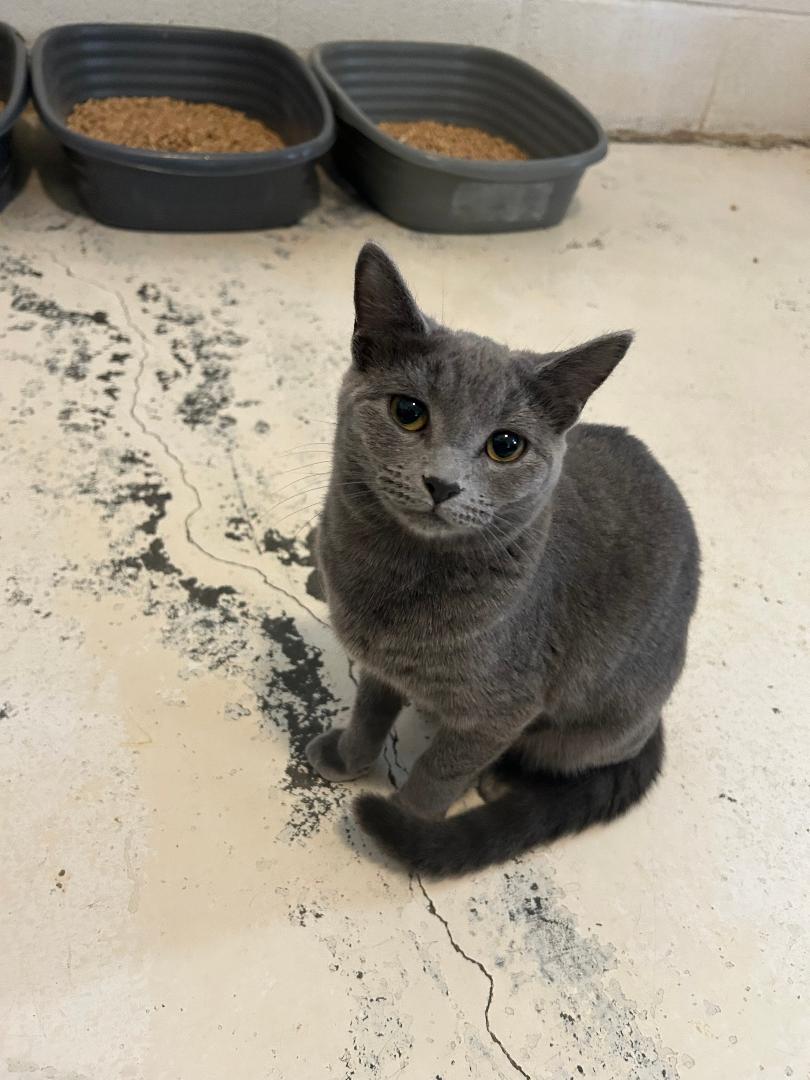 Ursula, Adoptable, Kitten Female Domestic Short Hair.