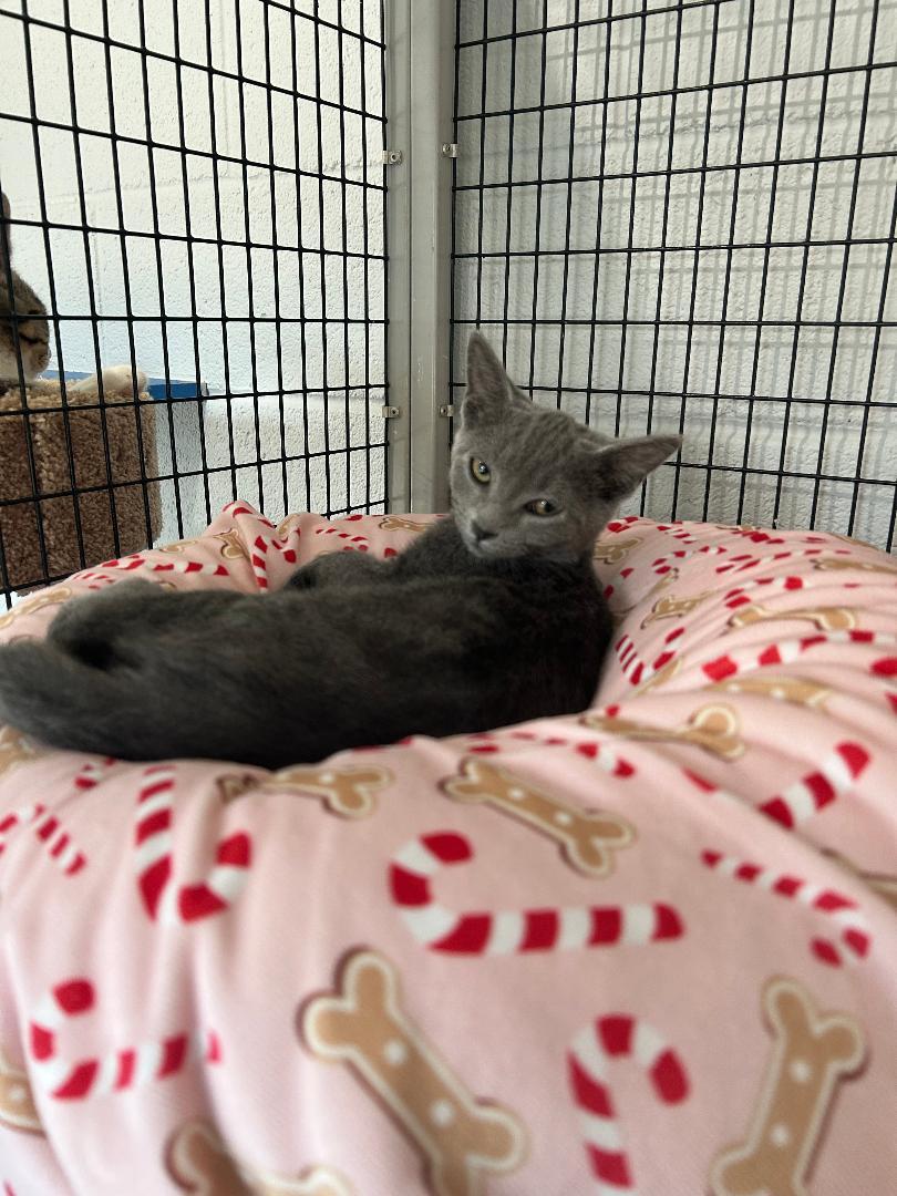 Ursula, a Adoptable Domestic Short Hair in Bryson City, NC image 3/3