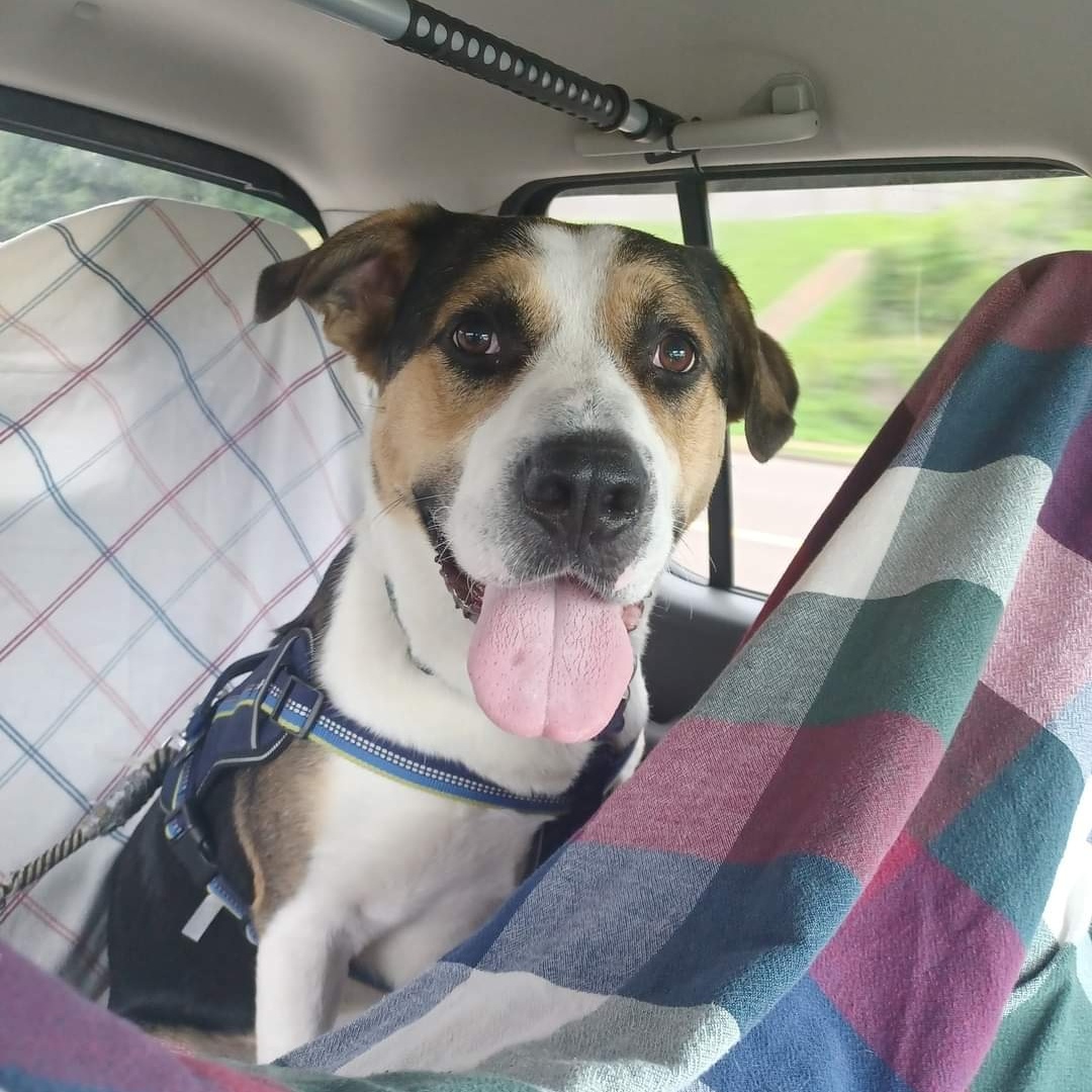 Gruber, a Adoptable mixed breed in Memphis, TN image 2/4