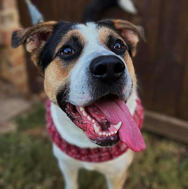 Gruber, a Adoptable mixed breed in Memphis, TN image 3/4