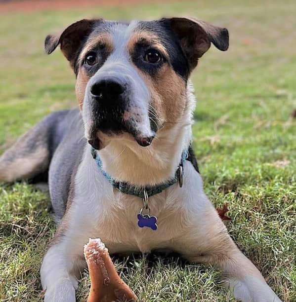 Gruber, Adoptable, Adult Male Shepherd & Boxer.