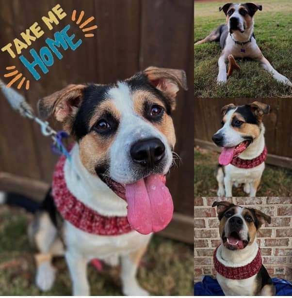 Gruber, a Adoptable mixed breed in Memphis, TN image 4/4
