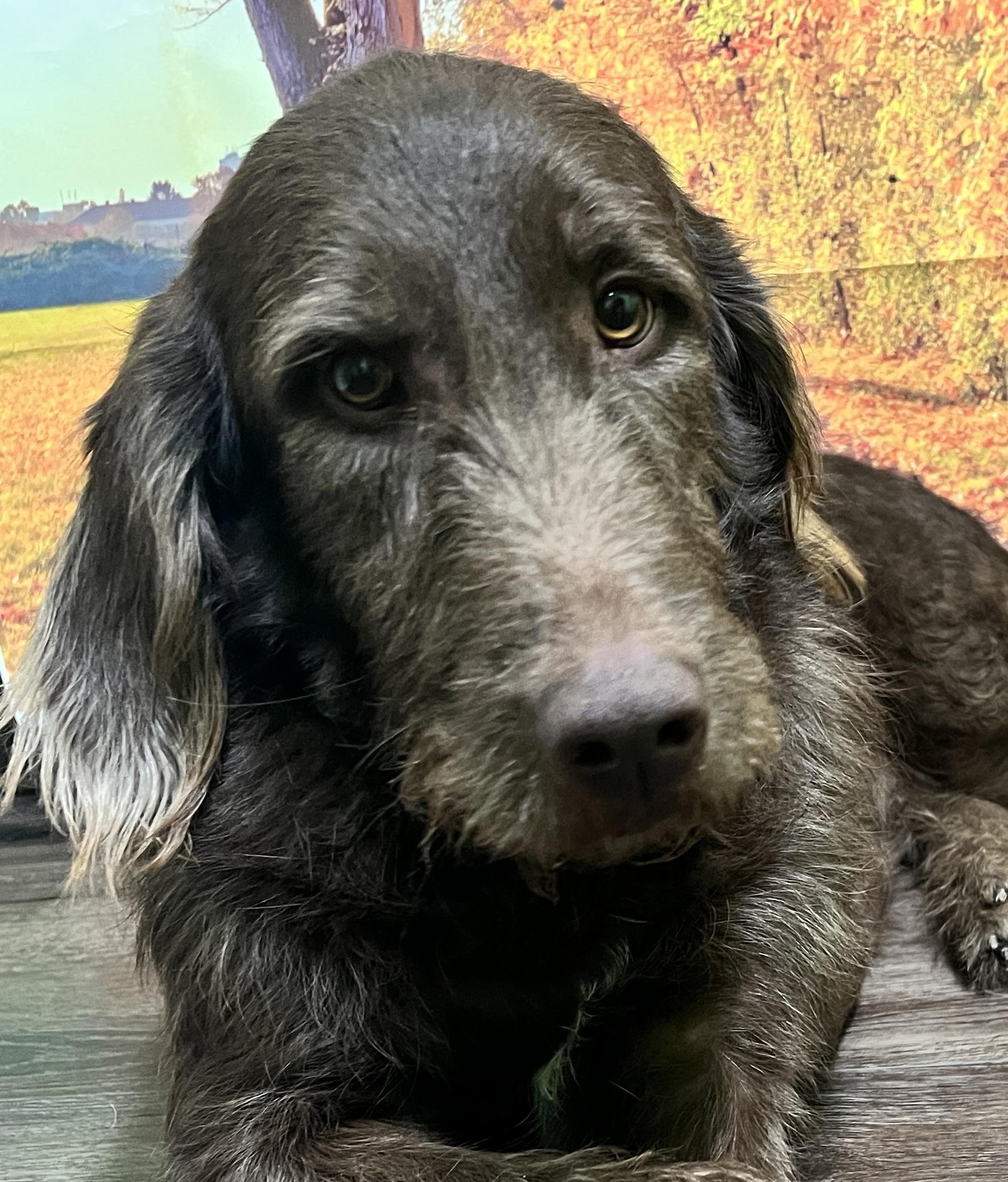 Forrest, Adoptable, Adult Male Labradoodle.