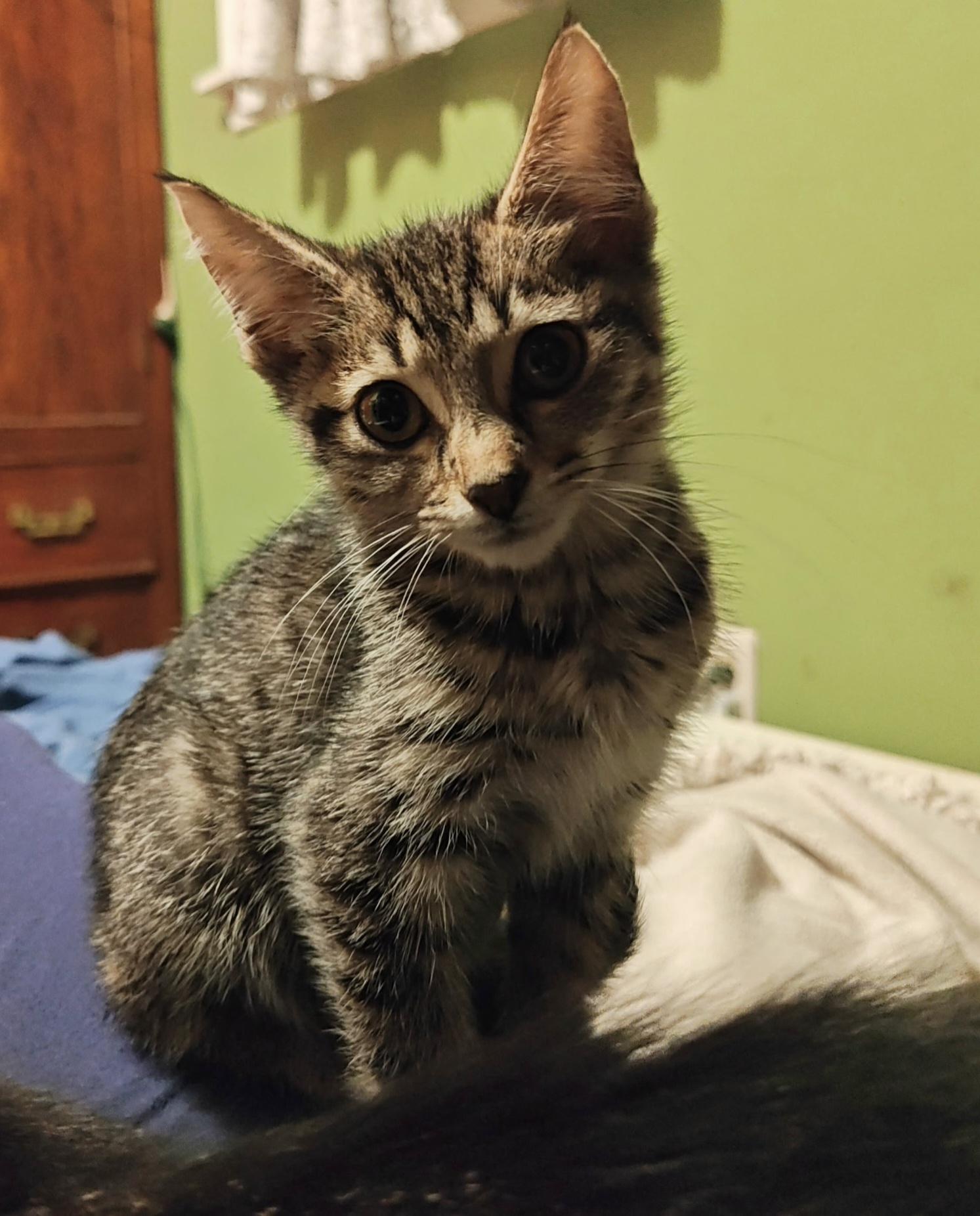 Enlarge Chili, a Adoptable Tabby in Des Moines , WA image 3/3