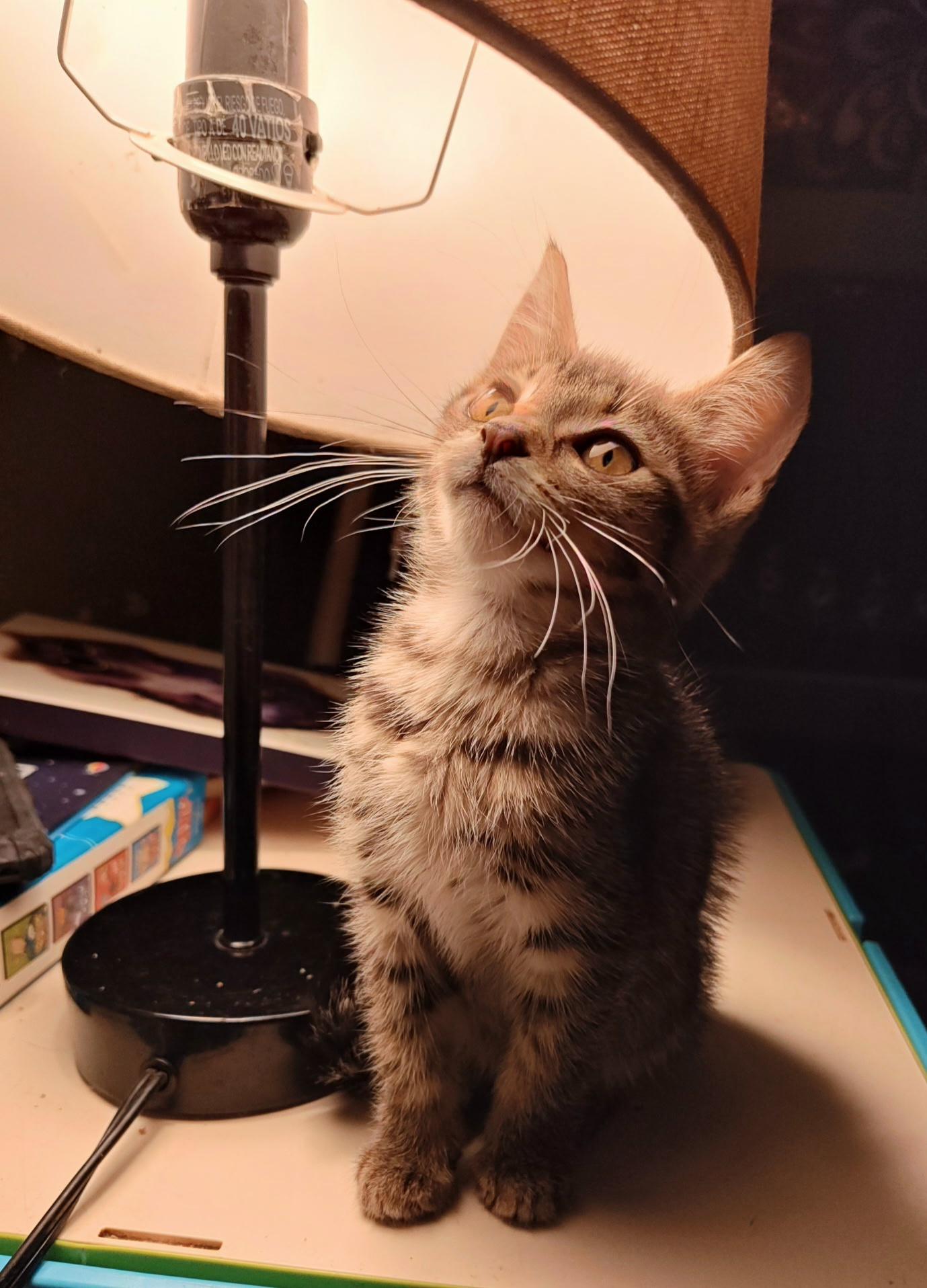 Enlarge Chili, a Adoptable Tabby in Des Moines , WA image 2/3