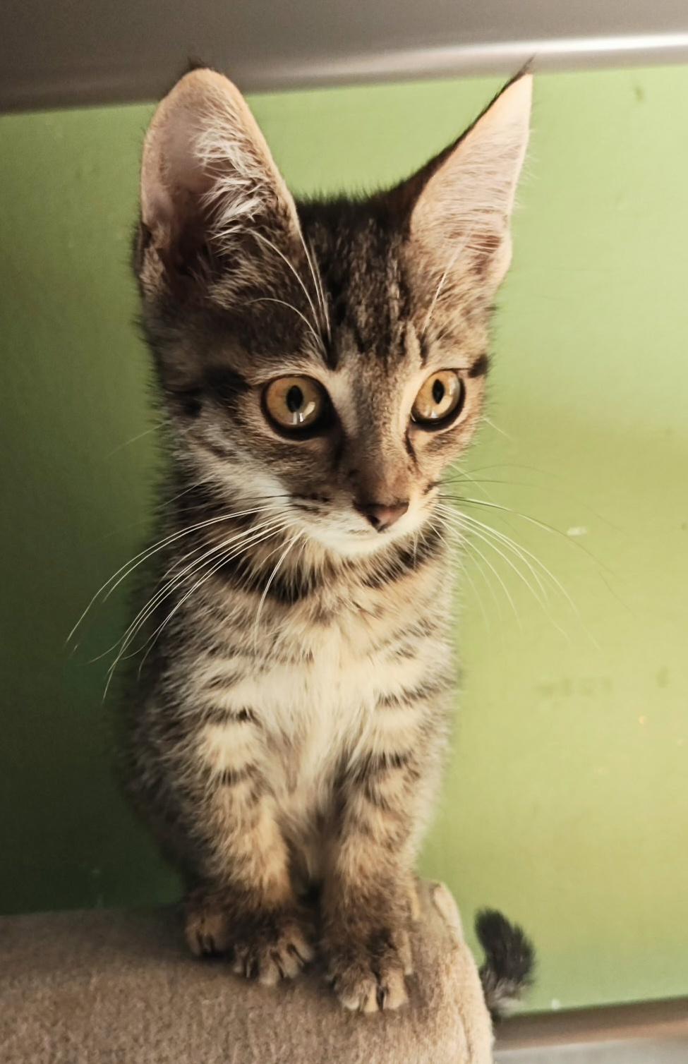 Chili, Adoptable, Kitten Female Tabby.