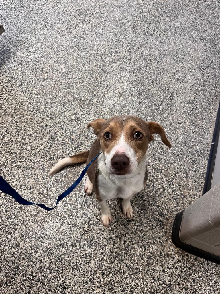 Enlarge Clover/Athena, a Adoptable mixed breed in Hopkinsville, KY image 1/6