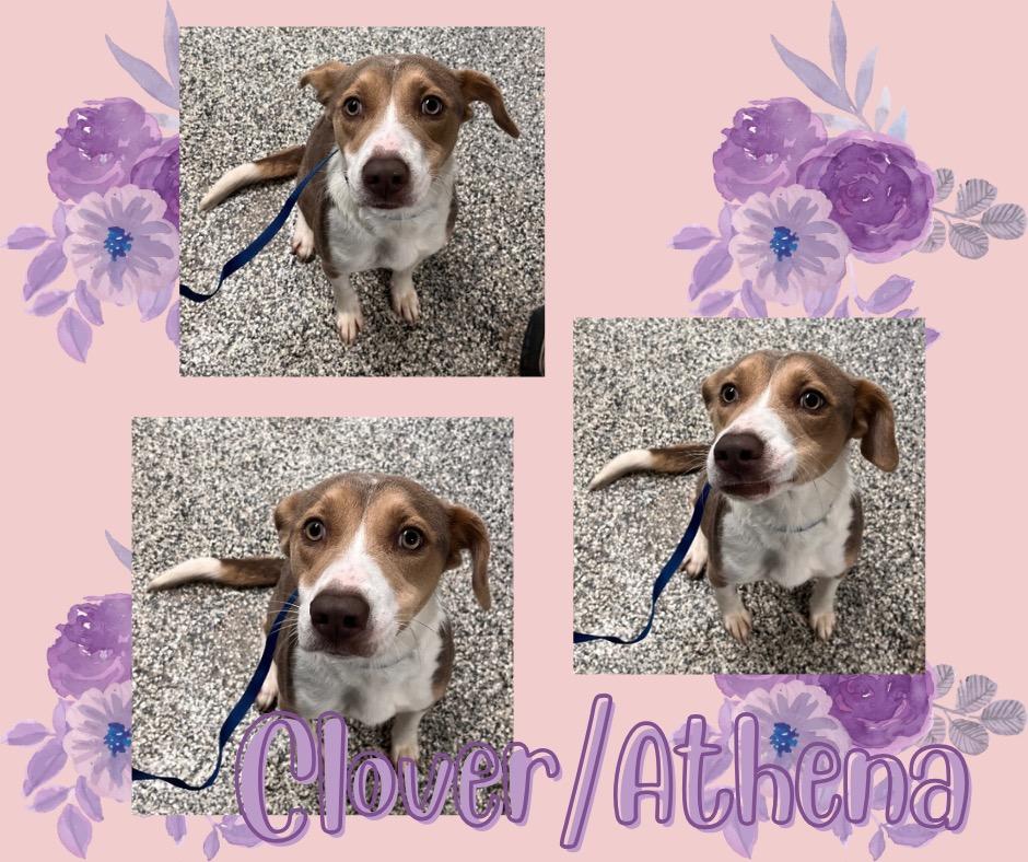 Enlarge Clover/Athena, a Adoptable mixed breed in Hopkinsville, KY image 2/6