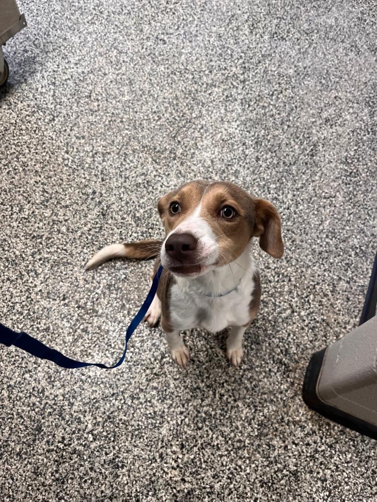 Enlarge Clover/Athena, a Adoptable mixed breed in Hopkinsville, KY image 3/6