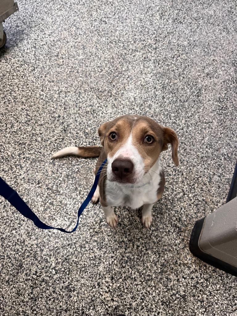 Enlarge Clover/Athena, a Adoptable mixed breed in Hopkinsville, KY image 4/6