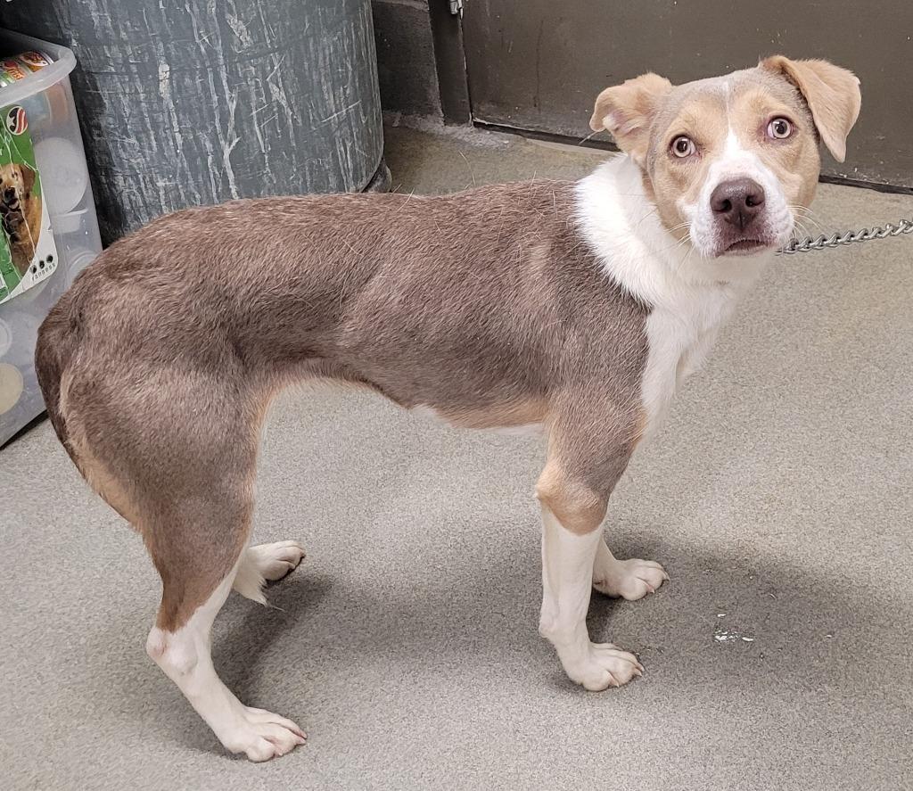 Enlarge Clover/Athena, a Adoptable mixed breed in Hopkinsville, KY image 5/6