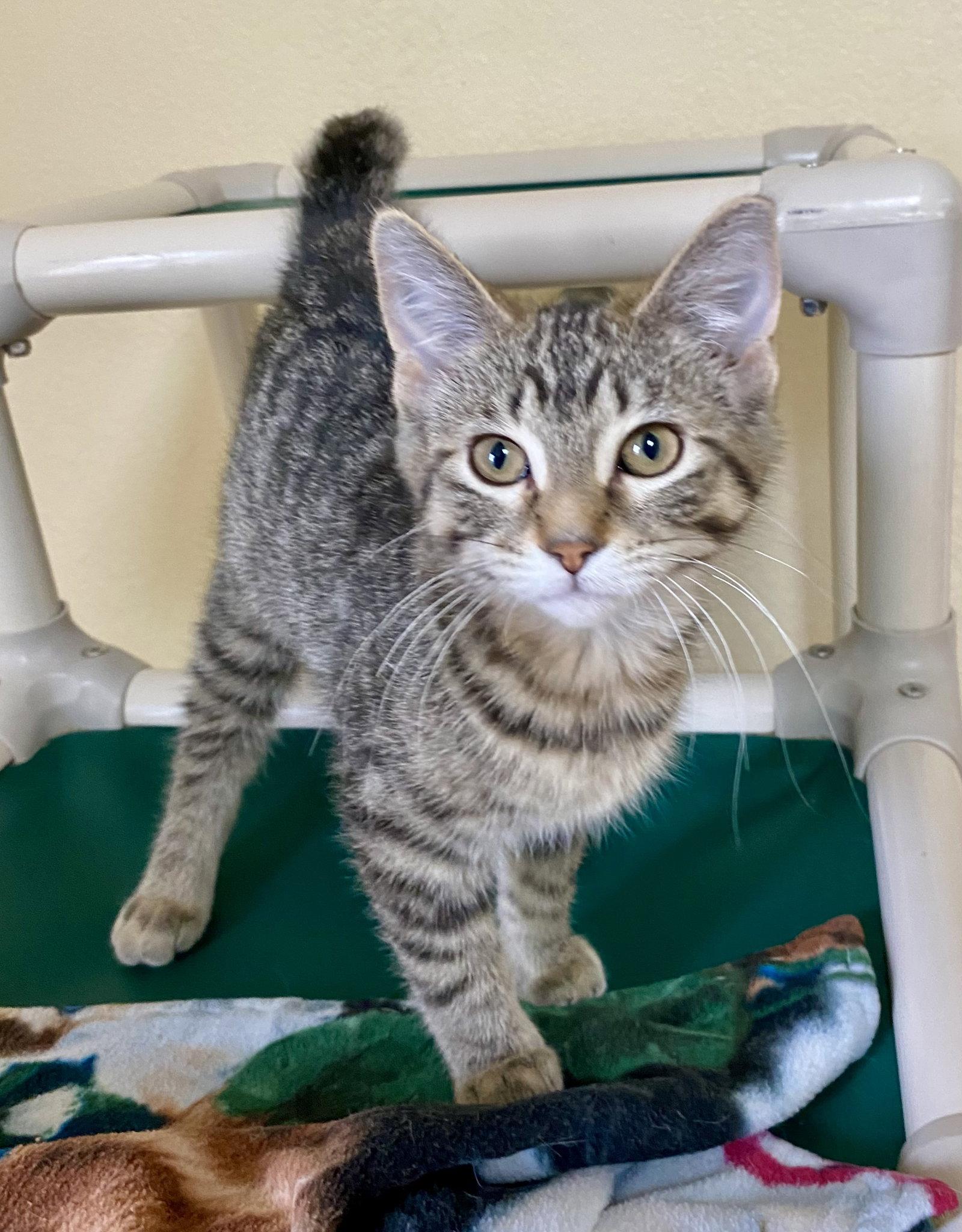 Enlarge Beyonce, a Adopted mixed breed in Fargo, ND image 1/1