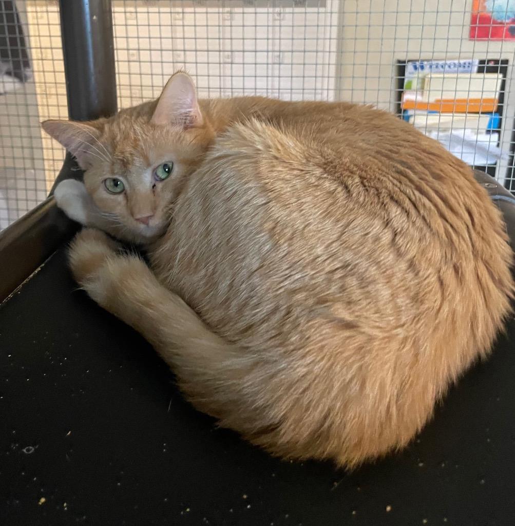 Enlarge Biscuit, a Adoptable mixed breed in Parsons, WV image 1/3