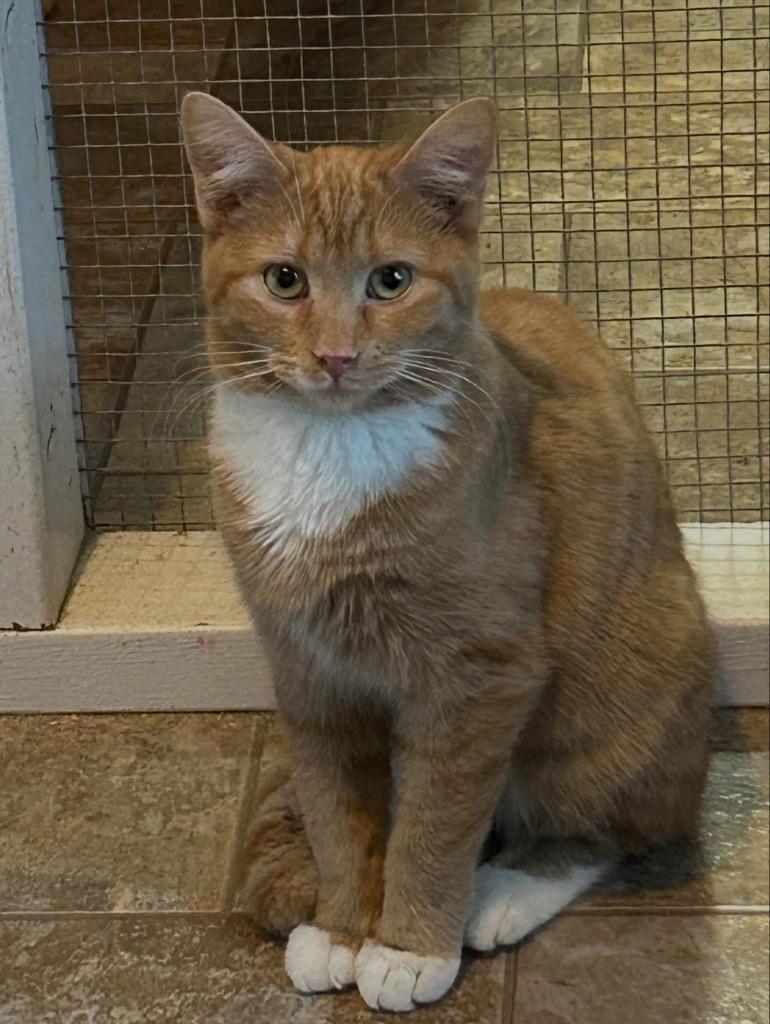 Enlarge Biscuit, a Adoptable mixed breed in Parsons, WV image 3/3