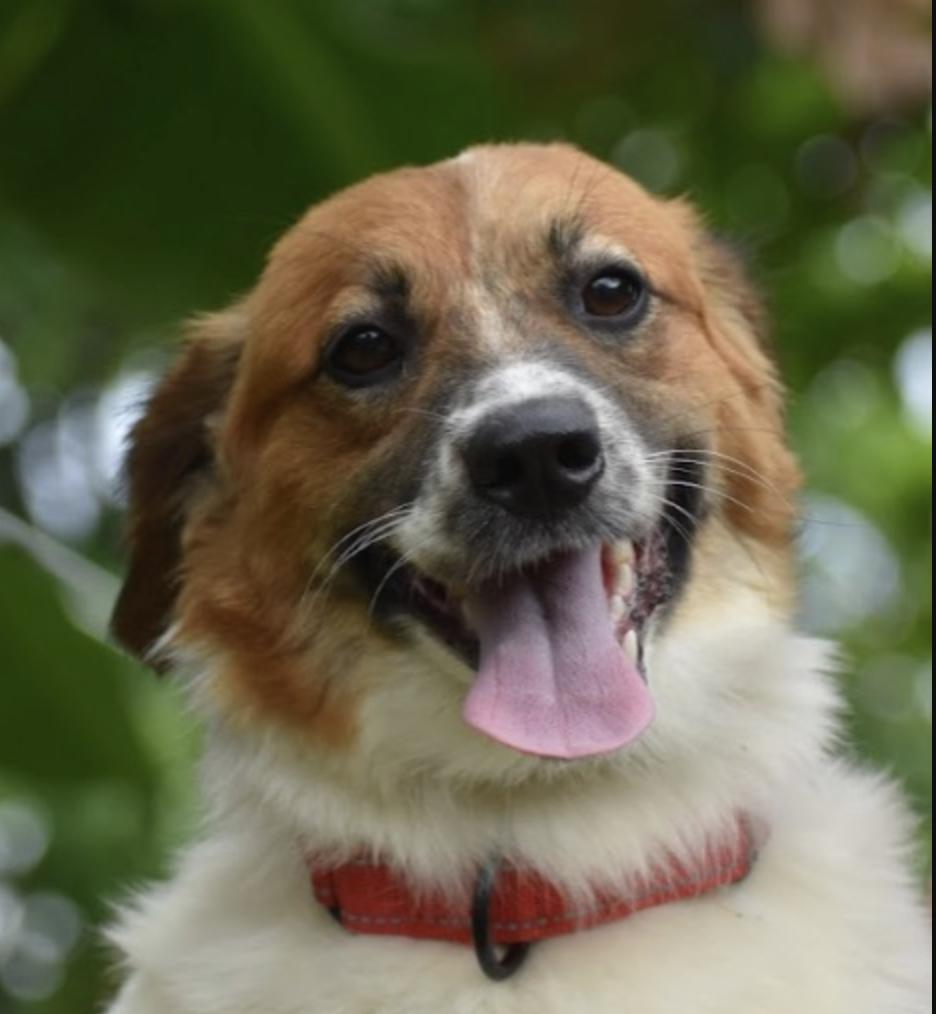 Enlarge Callaloo, a ADOPTABLE Mixed Breed in Brooklyn, NY image 1/1
