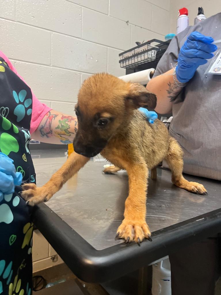 RHYSAND, Adoptable, Young Male Mixed Breed.