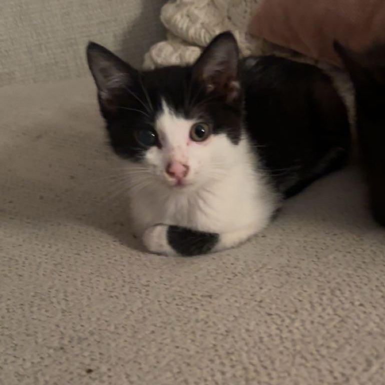 Enlarge Pebbles, a Adoptable Domestic Short Hair in Onalaska, WI image 4/6